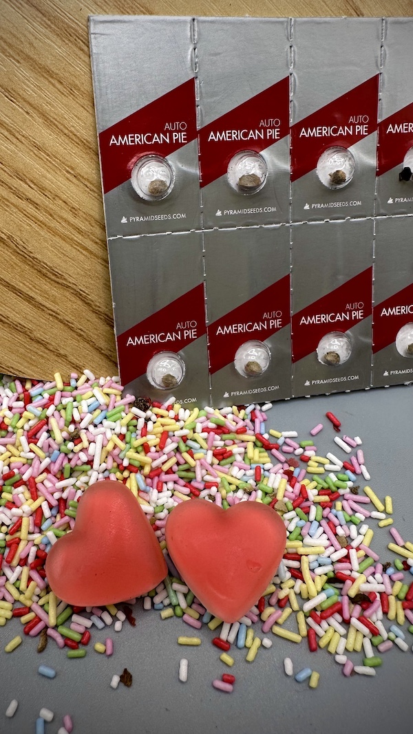 American Pie Auto — versión autofloreciente del híbrido White Widow con alto nivel de resina